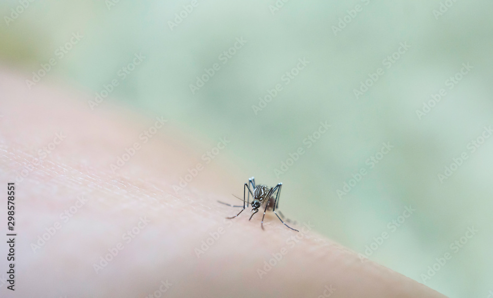 Mosquito sucking blood on human skin cause sick, Malaria,Dengue,Chikungunya,Mayaro fever,Dangerous Zica virus,influenza,Zika virus Mosquito sucking blood on human skin cause sick, Malaria,Dengue,Chikungunya,Mayaro fever,Dangerous Zica virus,influenza,Zika virus