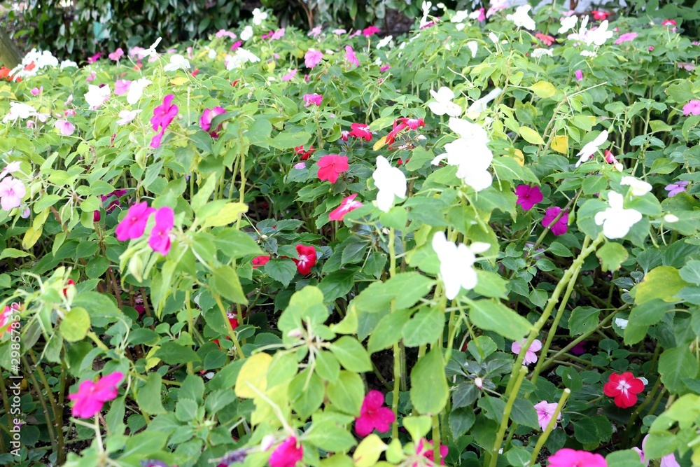 花壇の花 Stock Photo Adobe Stock 花壇の花 Stock Photo Adobe Stock