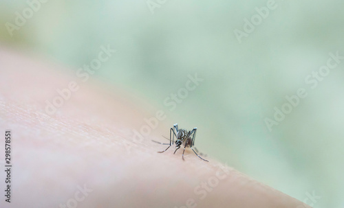 Mosquito sucking blood on human skin cause sick, Malaria,Dengue,Chikungunya,Mayaro fever,Dangerous Zica virus,influenza,Zika virus © sirinyapak