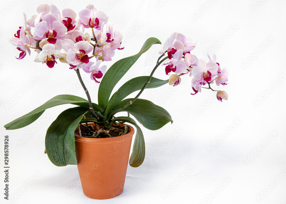 Isolated shot of an orchid pot plant 