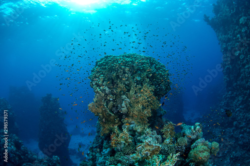Beautiful coral pinnacle in a cloud of small reef fishes in clear blue waters of St. Johns Reef, Marsa Alam, Egypt