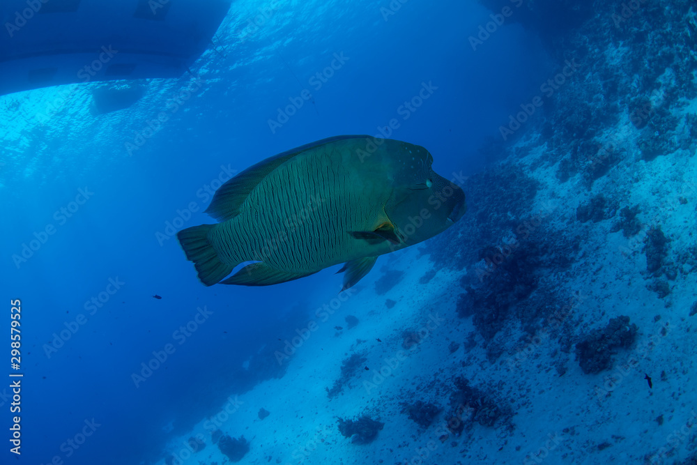 The Humphead wrasse, Cheilinus undulatus The Humphead wrasse, Cheilinus undulatus