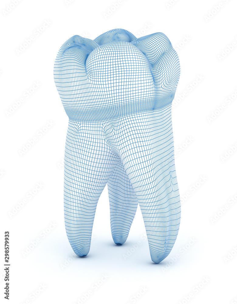 Morphology of First maxillary molar tooth. Wired 3d illustration Morphology of First maxillary molar tooth. Wired 3d illustration