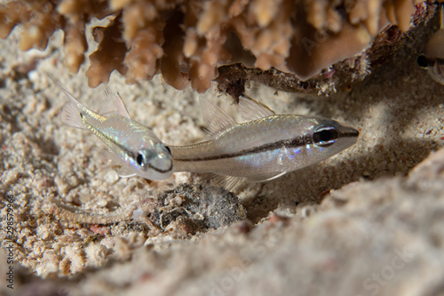  A closeup of a couple of Narrowstripe cardinalfish (Pristiapogon exostigma) on the coral reefs in Marsa Alam, Egypt