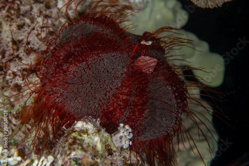 Closeup of the purple-grey Collector Urchin (Tripneustes gratilla) on the coral reef of Marsa Alam, Egypt photo