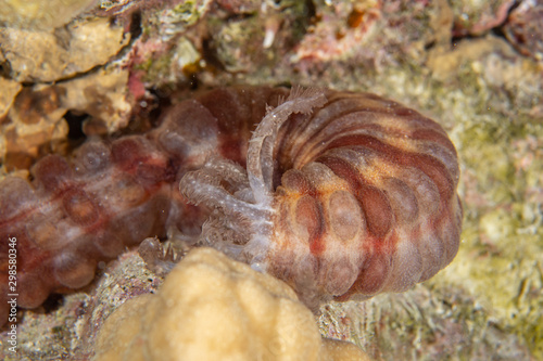 Closeup of the Snake sea cucumber/Maculated synaptid (Synapta maculata) on the coral reef in Marsa Alam, Egypt photo