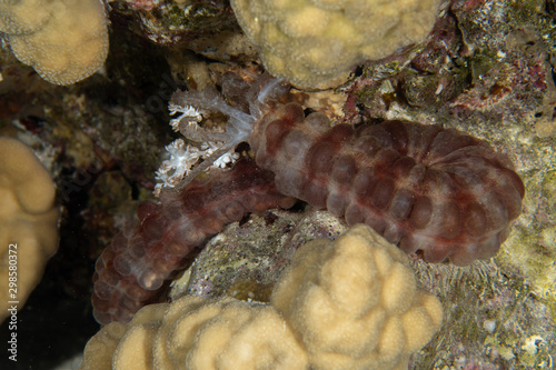 Closeup of the Snake sea cucumber/Maculated synaptid (Synapta maculata) on the coral reef in Marsa Alam, Egypt photo