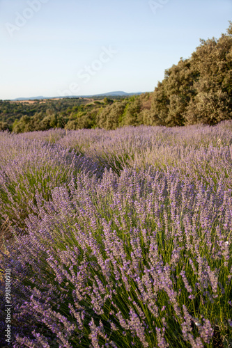 Lavender Fields In Provence South Of France