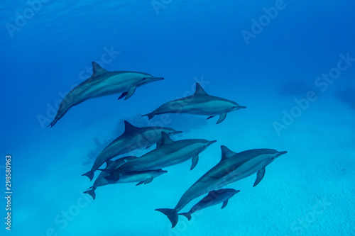 Pod of Spinner Dolphins at Sha'ab Samadai Reef Marsa Alam, Egypt © Krzysztof Bargiel