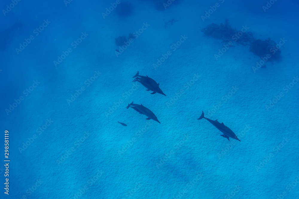 Pod of Spinner Dolphins at Sha'ab Samadai Reef Marsa Alam, Egypt Pod of Spinner Dolphins at Sha'ab Samadai Reef Marsa Alam, Egypt