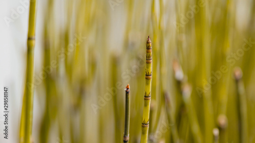 an ornamental plant shaped like bamboo but small in size photo