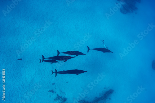 Pod of Spinner Dolphins at Sha ab Samadai Reef Marsa Alam  Egypt