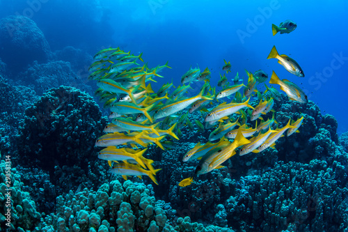 A mixed shoal of yellowfin goatfishes (Mulloidichthys vanicolensis) and one spot snapper (lutjanus monostigma) in clear waters of Marsa Alam, Egypt  photo