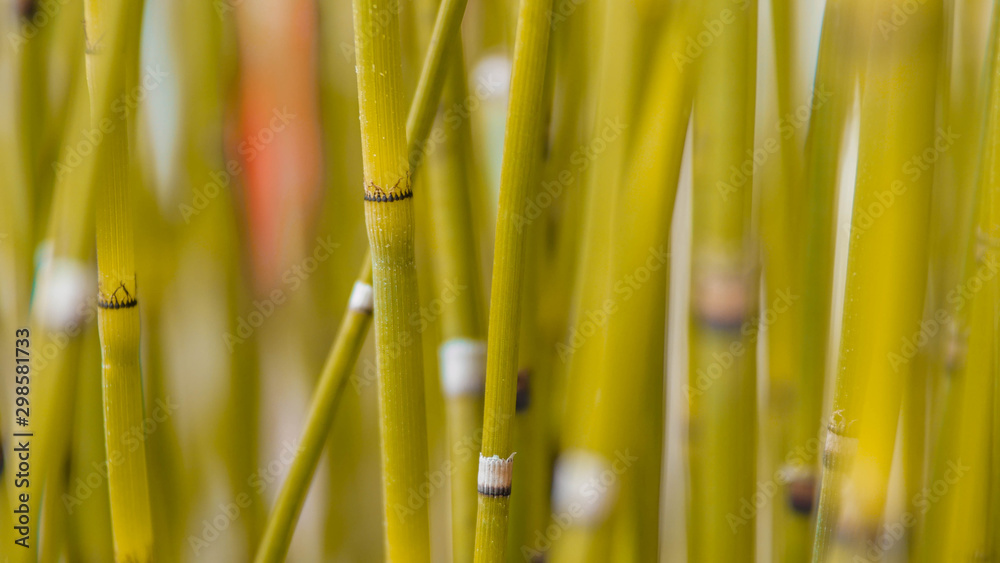 Obraz premium an ornamental plant shaped like bamboo but small in size