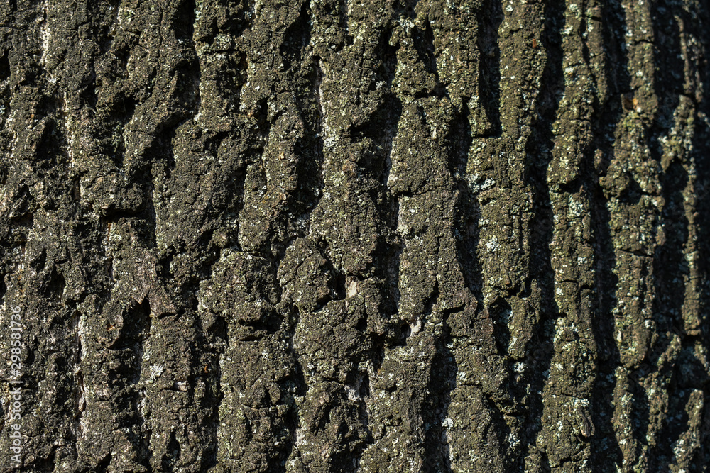 Texture of Old Wood Tree bark for background. The texture of the bark of a tree. Background, nature landscape. many applications for advertising, paintings, prints. Texture of Old Wood Tree bark for background. The texture of the bark of a tree. Background, nature landscape. many applications for advertising, paintings, prints.