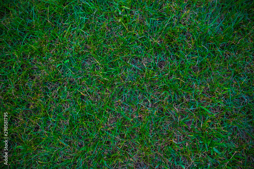 Green nature grass texture decoration background