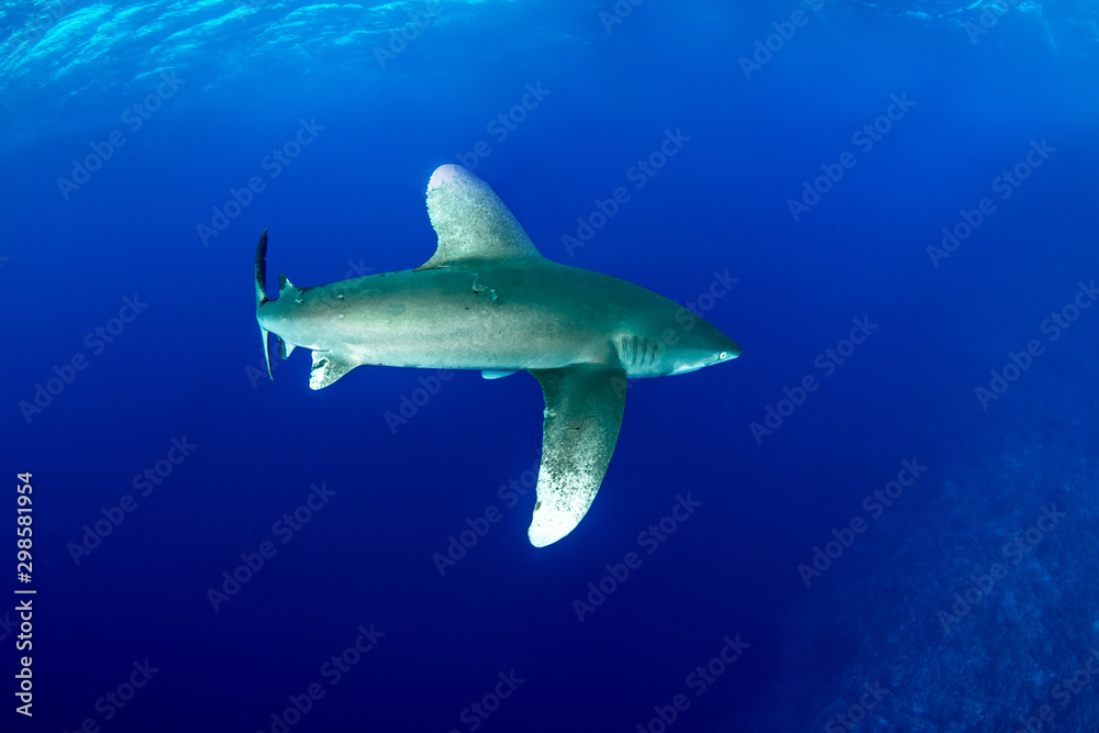 Obraz premium Oceanic whitetip shark, Carcharhinus longimanus