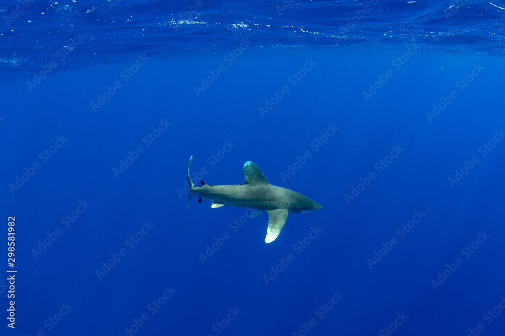 Obraz premium Oceanic whitetip shark, Carcharhinus longimanus