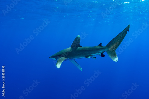 Oceanic whitetip shark  Carcharhinus longimanus