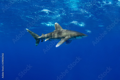 Oceanic whitetip shark, Carcharhinus longimanus photo