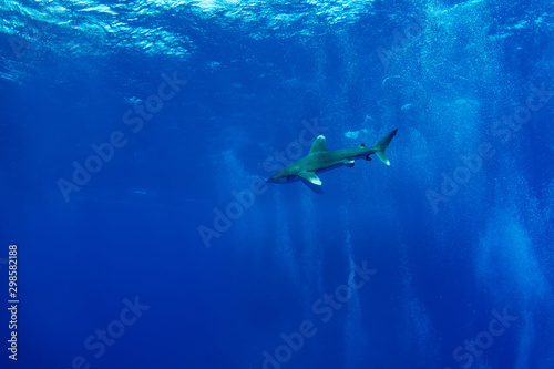 Oceanic whitetip shark  Carcharhinus longimanus