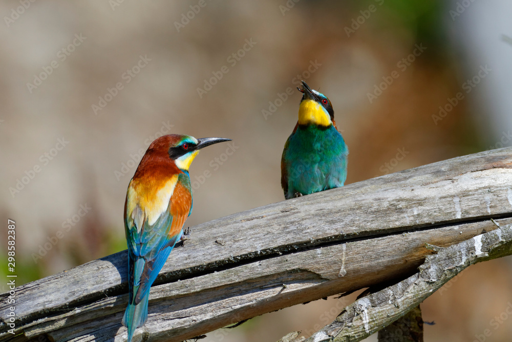Fototapeta premium Nuptial food gift in the European bee-eater from the Drava River