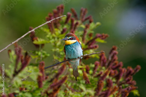 The European bee-eater from the Drava River