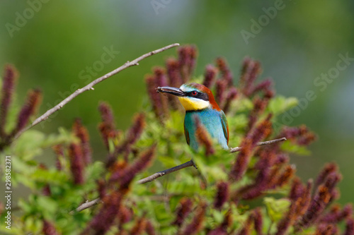 The European bee-eater from the Drava River