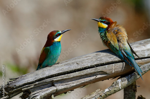 Nuptial food gift in the European bee-eater from the Drava River