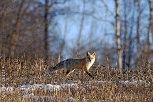 Fototapeta Naklejka Na Ścianę i Meble -  Red Fox hunting in a spring meadow.