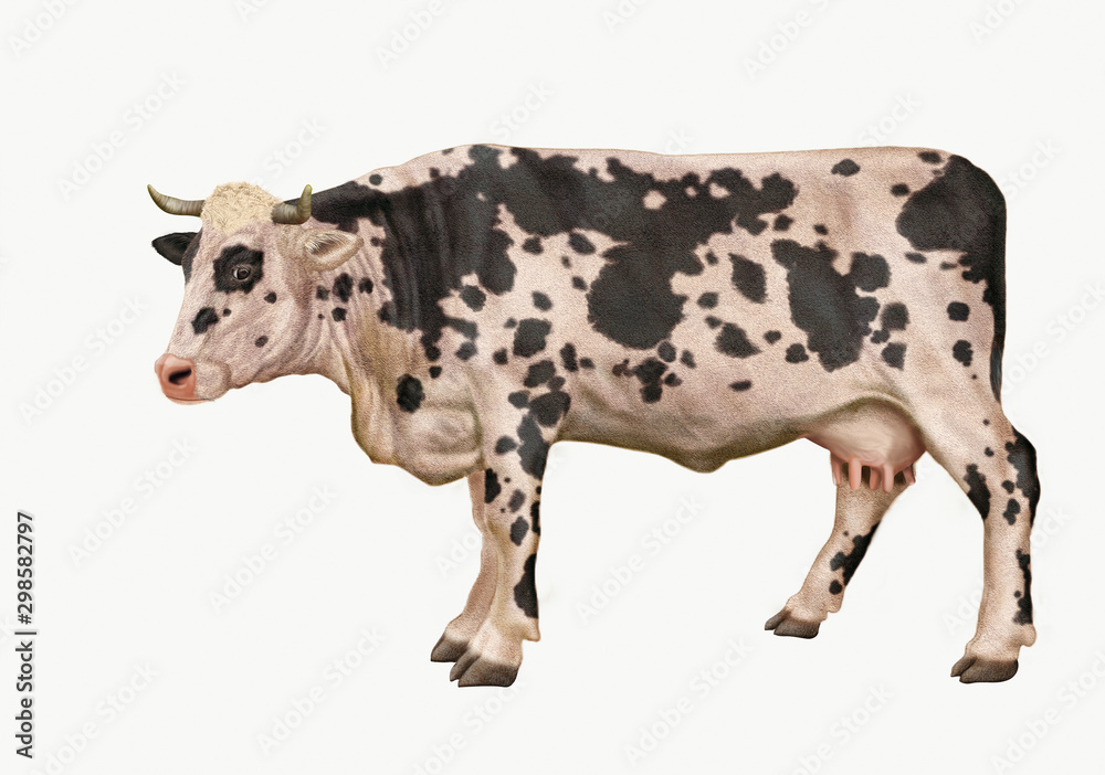 Illustrazione Stock vache laiti re normande animal tachet