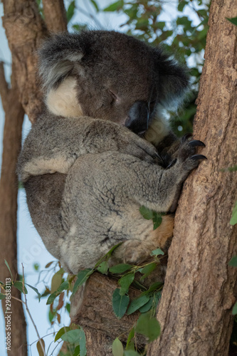 Koala is sleeping in a tree