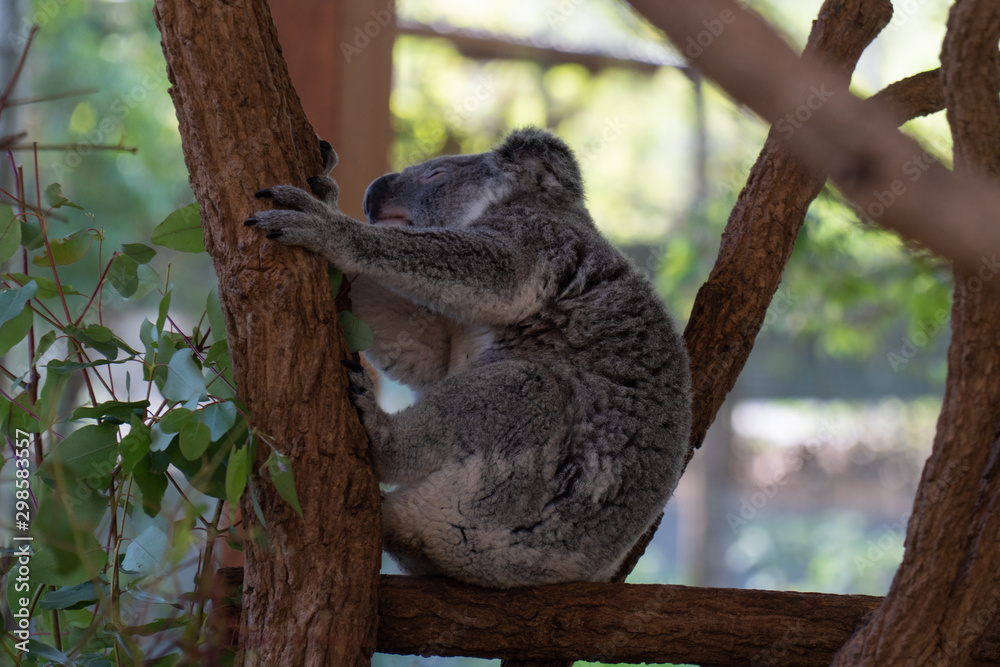 Fototapeta premium Koala is climbing in a tree