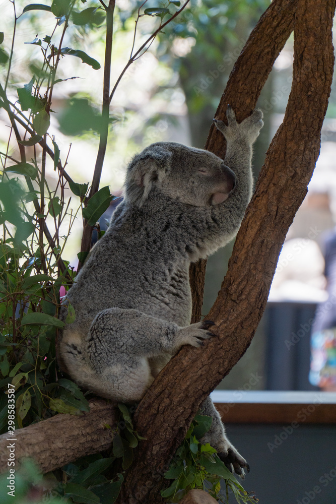 Obraz premium Koala is climbing in a tree