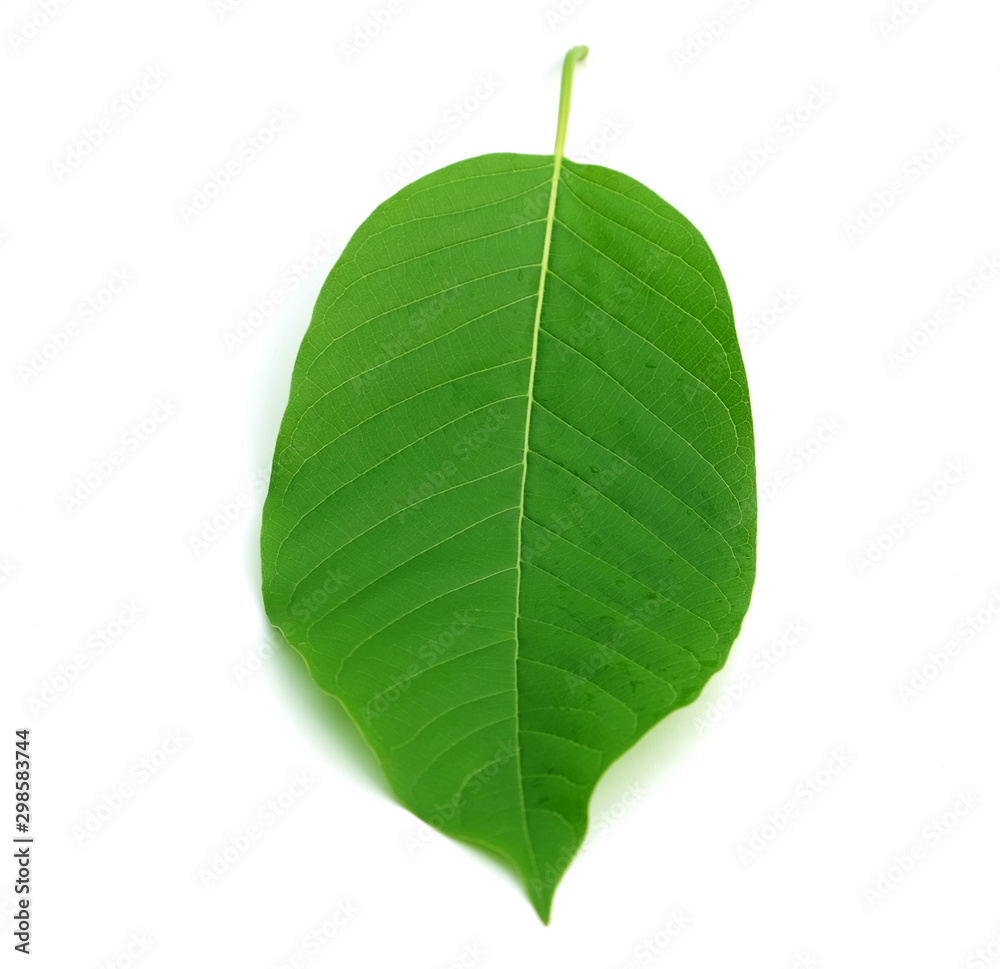 kratom leaf (Mitragyna speciosa) Mitragynine on white background ...