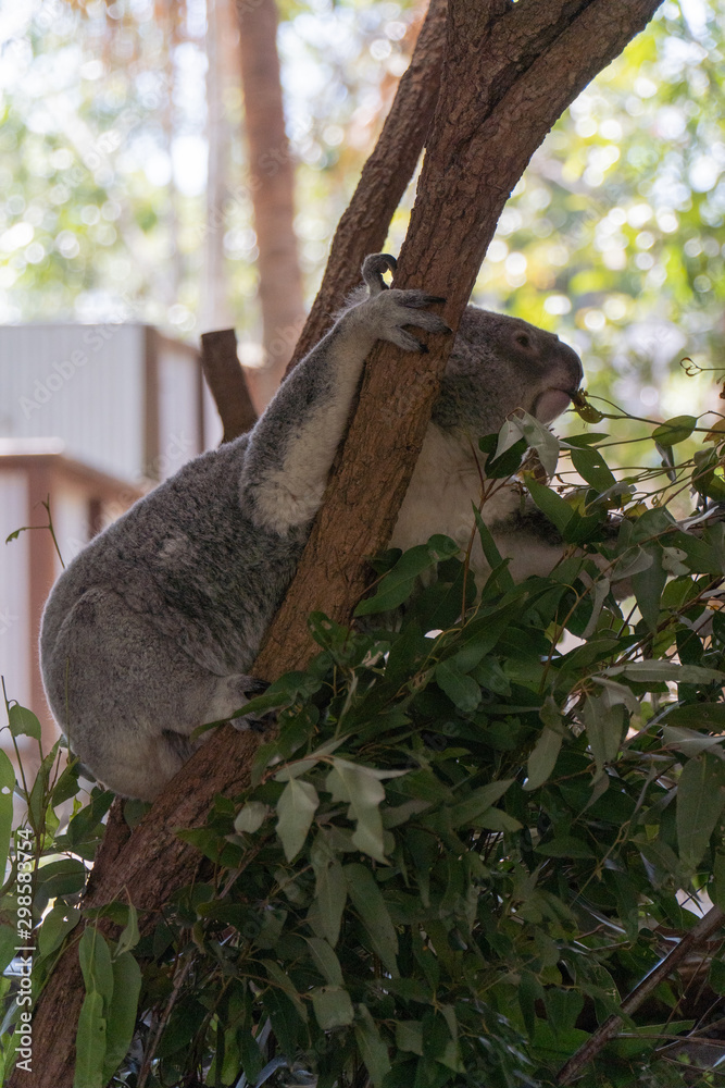 Koala is climbing in a tree