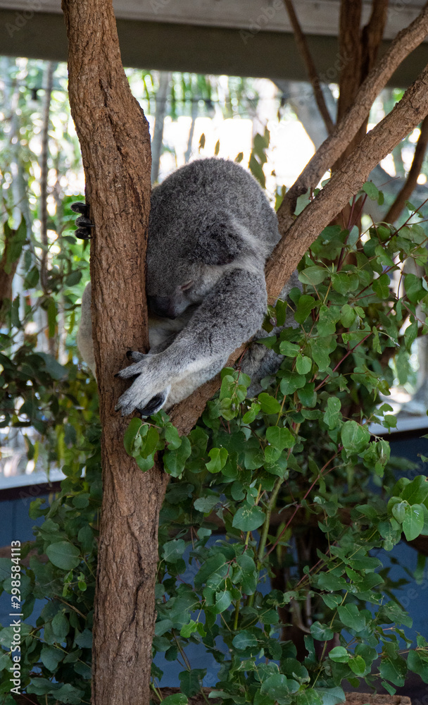 Obraz premium Koala is sleeping in a tree