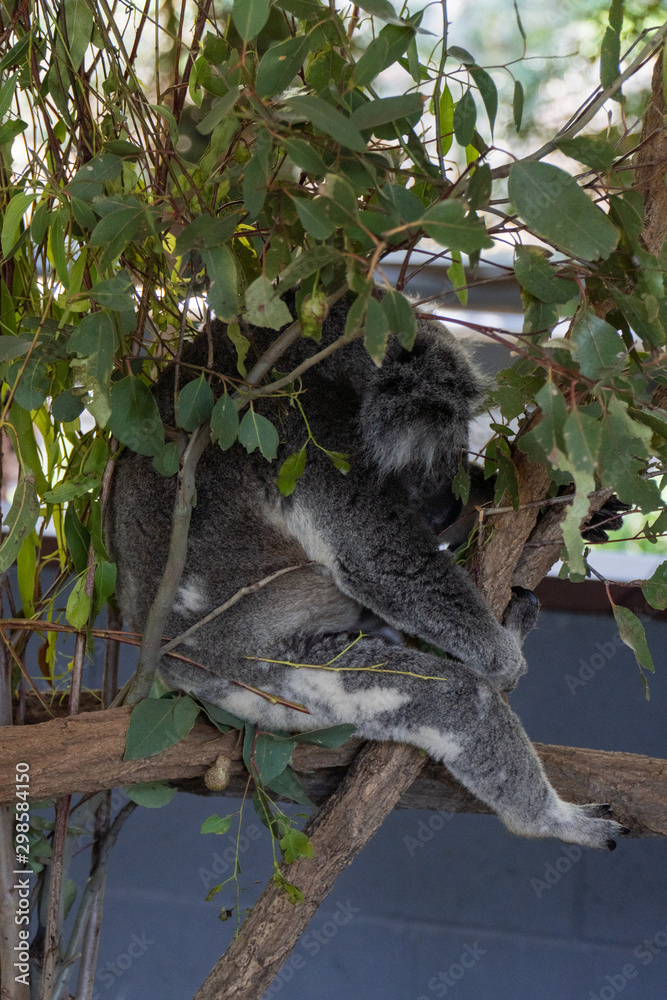 Fototapeta premium Koala is sleeping in a tree