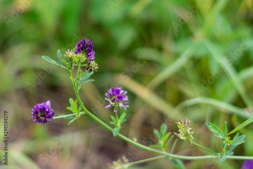 Bild auf Leinwand Blooming purple flowers