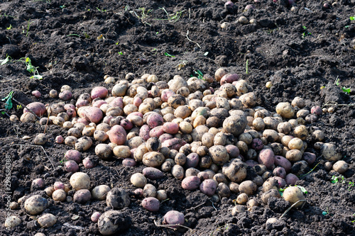 A lot of freshly digged potatoes are luying on the ground. Harvest of potato vegetables. A big heap of freshly picked organic potatoes.