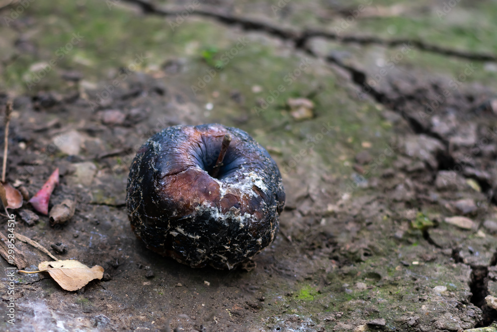 Whole wrotten black apple with mold and bruisers is lying on the ground. Metaphor of faden love, divorce or end of relationship Whole wrotten black apple with mold and bruisers is lying on the ground. Metaphor of faden love, divorce or end of relationship