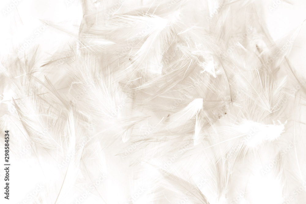 Obraz premium Beautiful abstract black and white feathers on white background and colorful soft gray feather texture