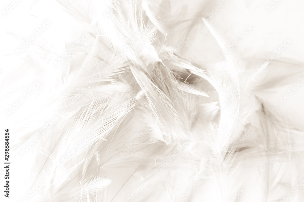Obraz premium Beautiful abstract black and white feathers on white background and colorful soft gray feather texture