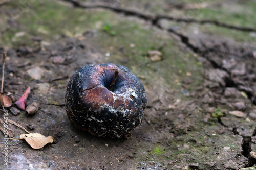 Whole wrotten black apple with mold and bruisers is lying on the ground. Metaphor of faden love, divorce or end of relationship