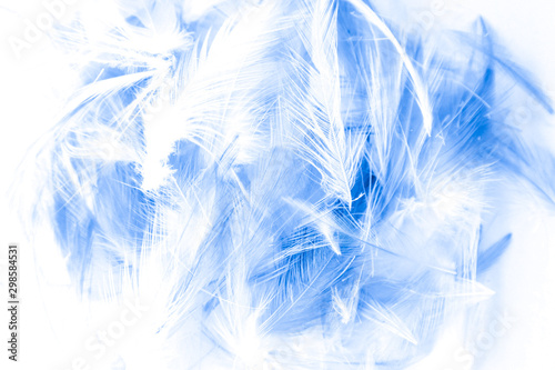 Beautiful abstract purple and blue feathers on white background and colorful soft white feather texture