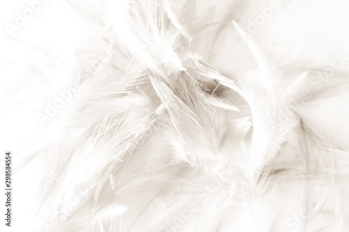 Beautiful abstract black and white feathers on white background and colorful soft gray feather texture