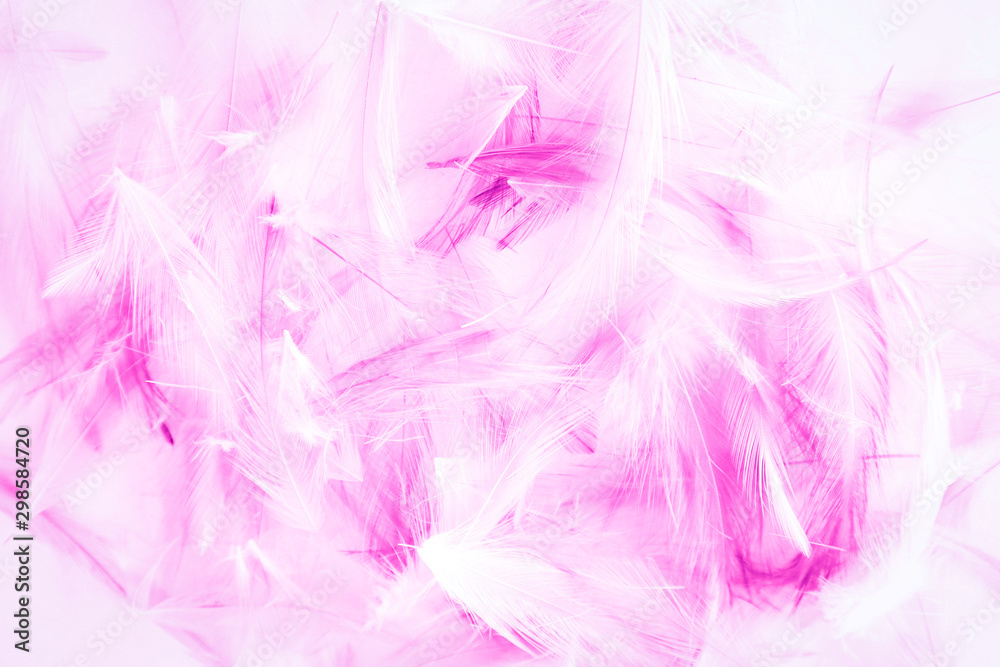 Beautiful abstract blue and purple feathers on white background and colorful soft white pink feather  texture