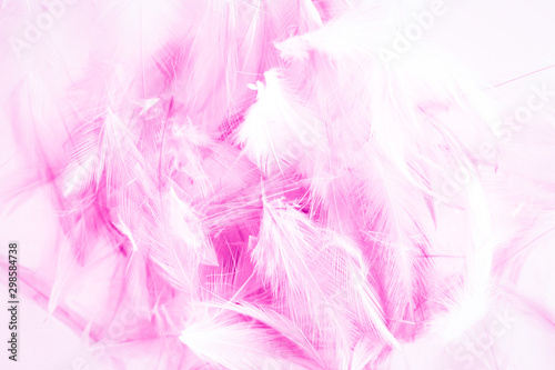 Beautiful abstract blue and purple feathers on white background and colorful soft white pink feather texture