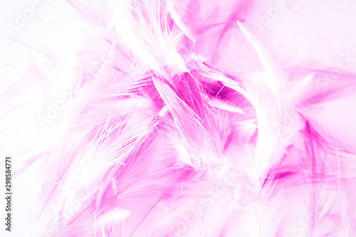 Beautiful abstract blue and purple feathers on white background and colorful soft white pink feather texture