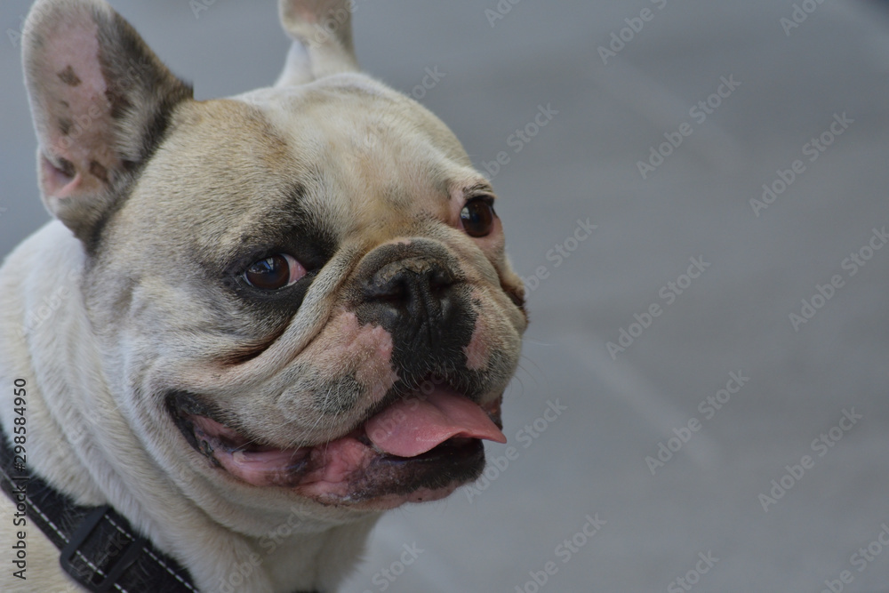 French bulldog on the street